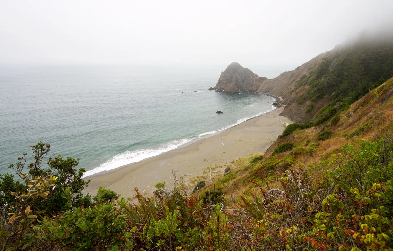 Photo wallpaper sea, nature, photo, coast, USA, the bushes