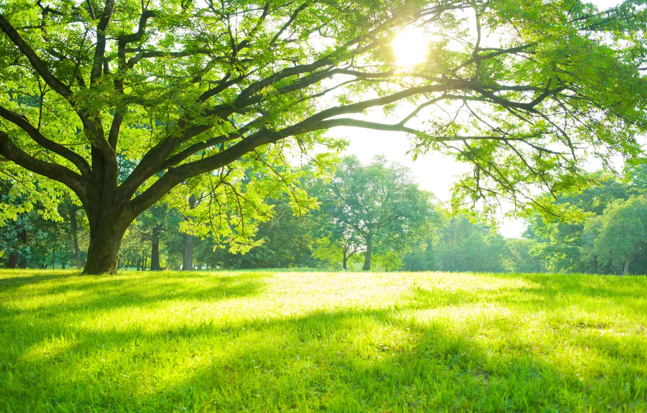 Photo wallpaper greens, the sun, trees, Park, spring, lawn