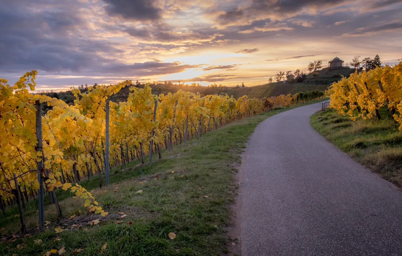 Photo wallpaper road, the evening, vineyard