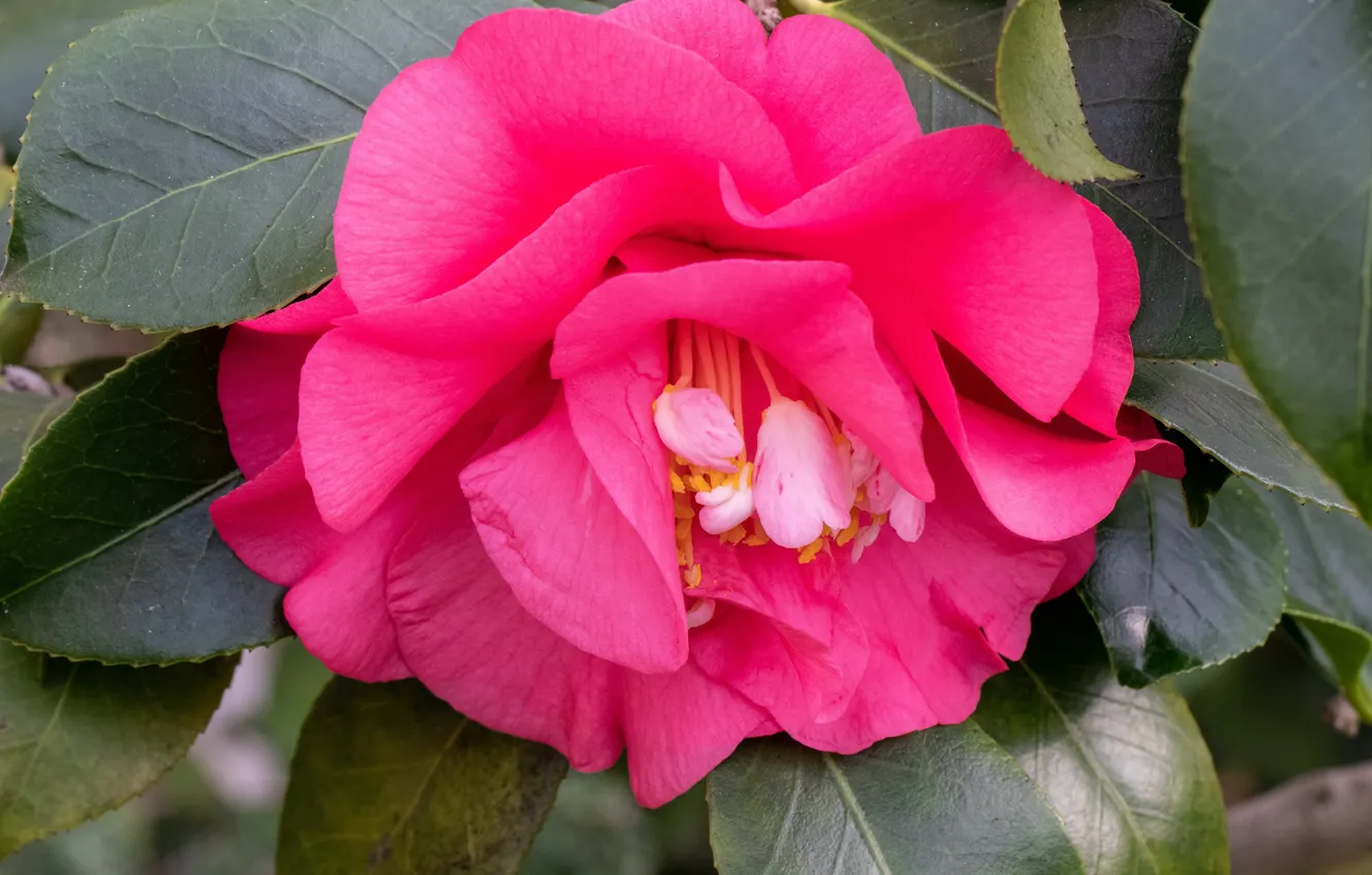 Photo wallpaper leaves, flowers, Camellia