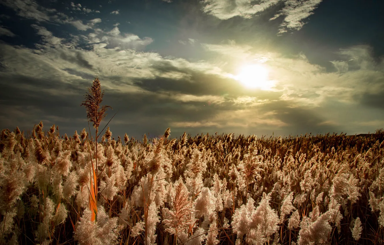 Photo wallpaper the sky, the sun, reed, panicles