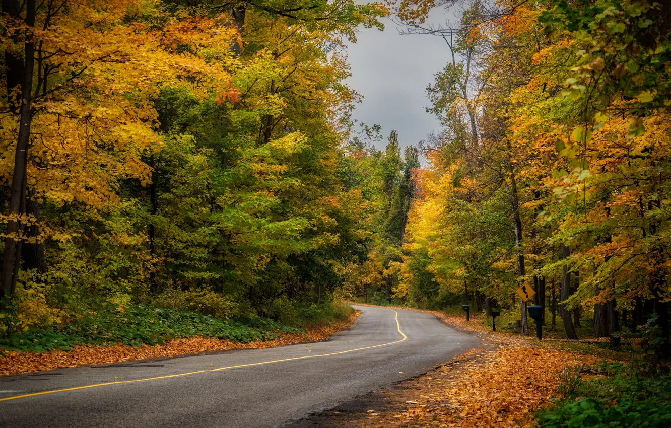Photo wallpaper road, autumn, forest, Canada, Ontario, flavor
