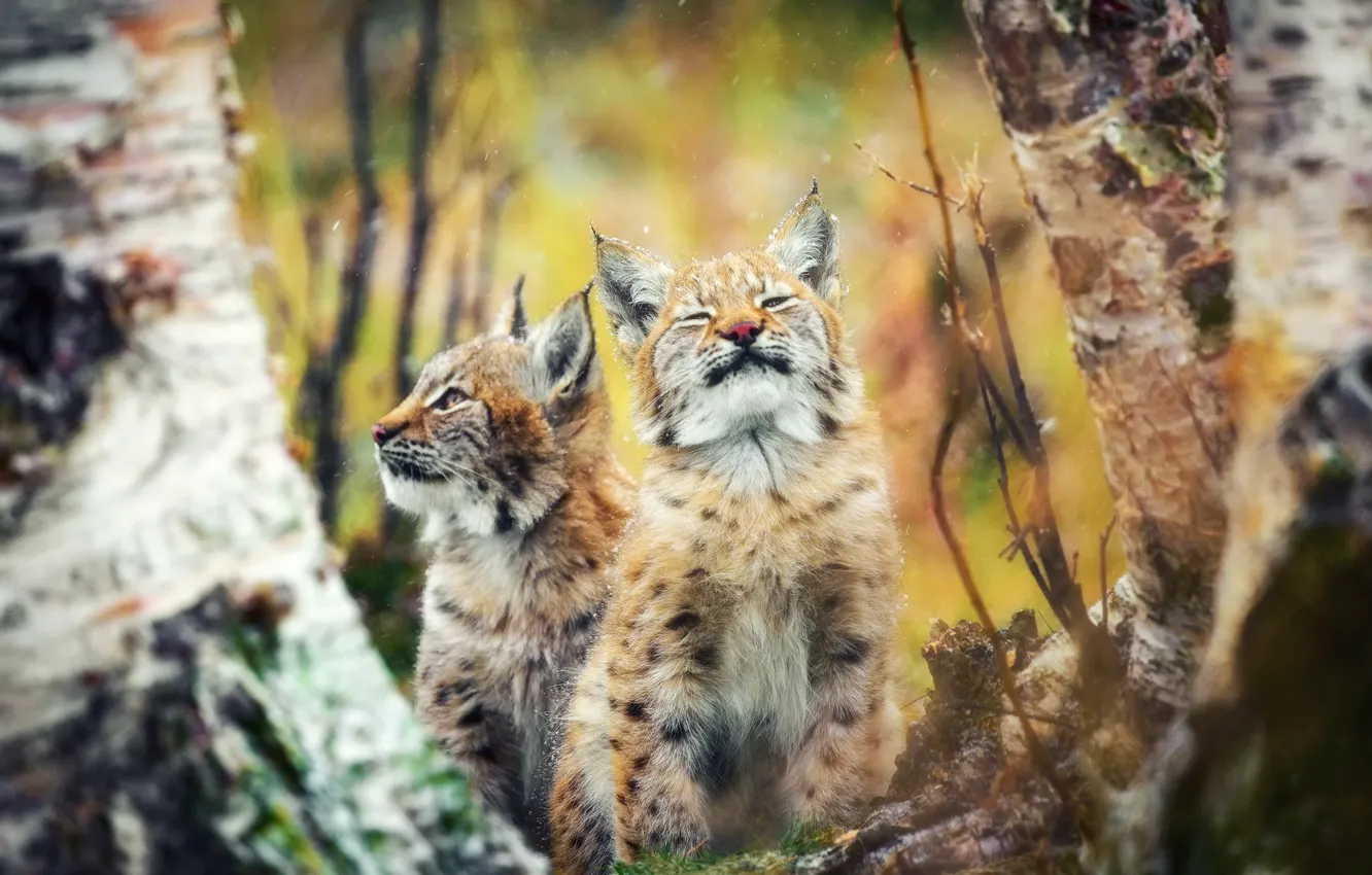 Photo wallpaper autumn, forest, cats, kittens, lynx