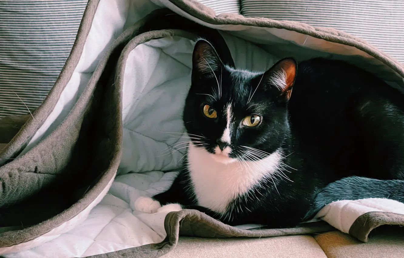 Photo wallpaper cat, cat, look, face, sofa, black, lies, black and white