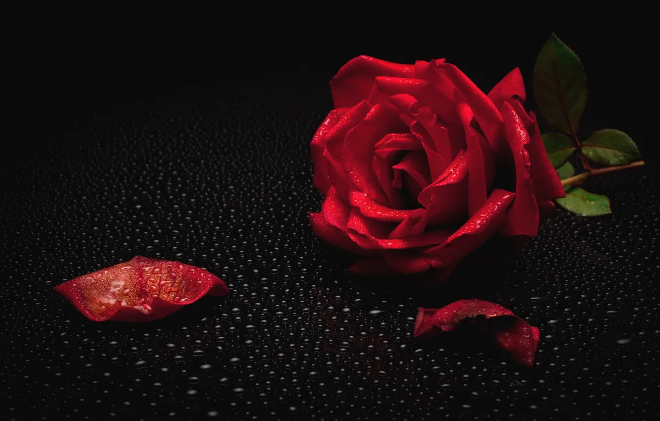 Photo wallpaper Rosa, rose, red rose, black background, water drops
