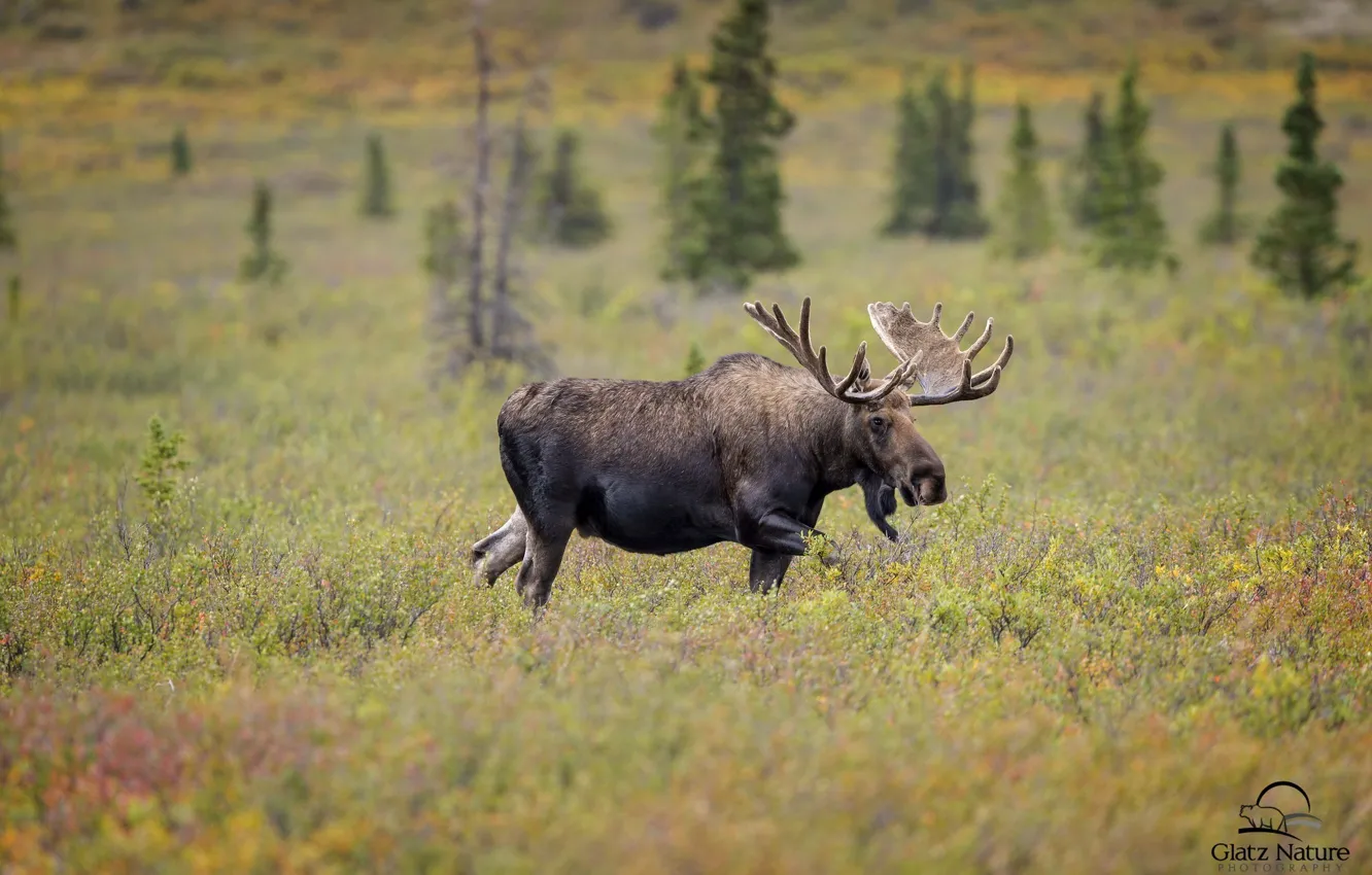 Photo wallpaper face, power, horns, moose