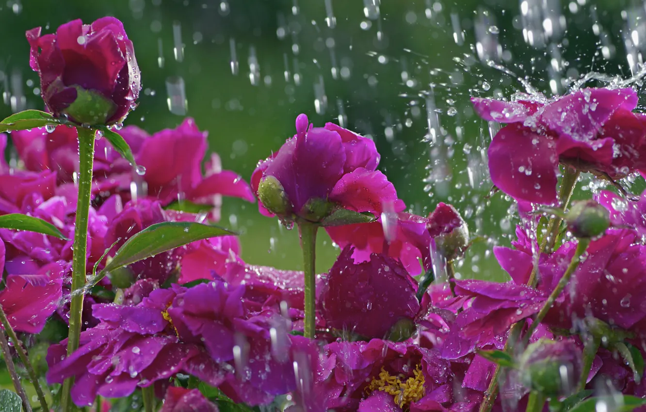 Photo wallpaper flower, drops, macro, flowers, rain, glade, stem, flower