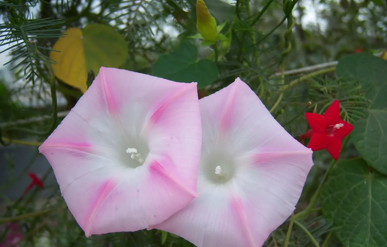 Photo wallpaper flowers, bindweed, pink-white, Meduzanol ©