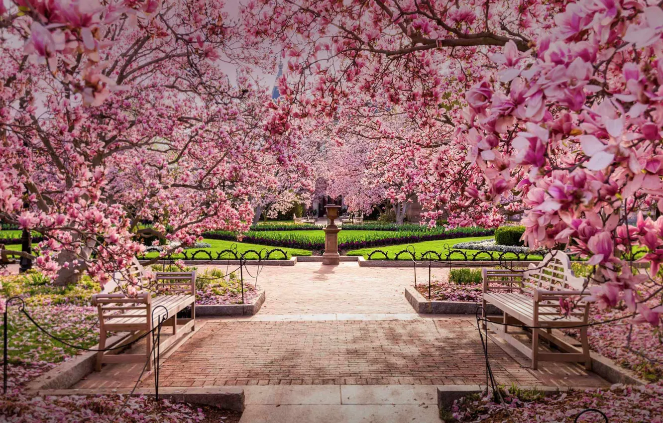 Photo wallpaper cherry, Washington, USA, flowering, The national Mall