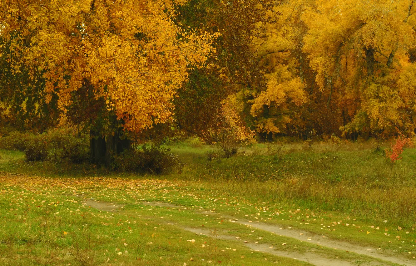 Photo wallpaper autumn, trees, nature, Park, foliage, Nature, trees, park