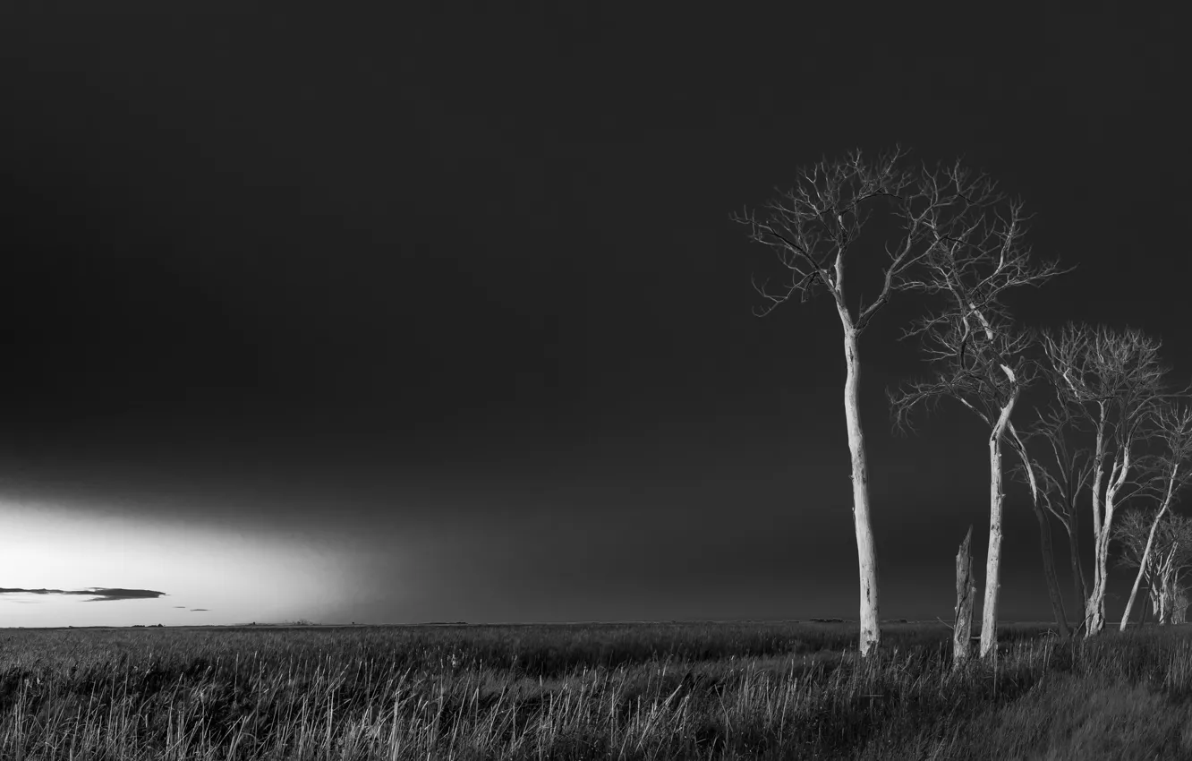Photo wallpaper field, trees, night