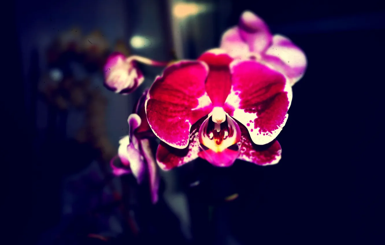 Photo wallpaper white, pink, Orchid