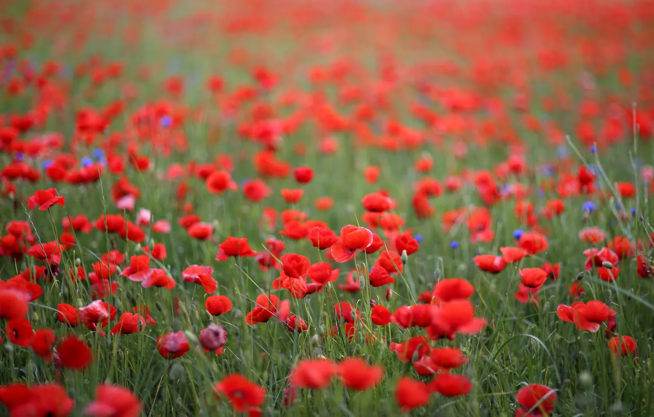Photo wallpaper field, summer, Maki, bokeh