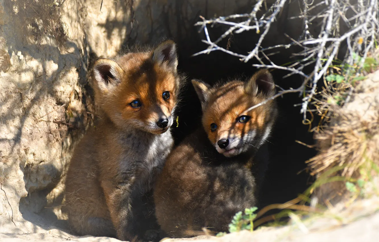 Photo wallpaper look, light, branches, nature, two, shadow, Nora, chiaroscuro