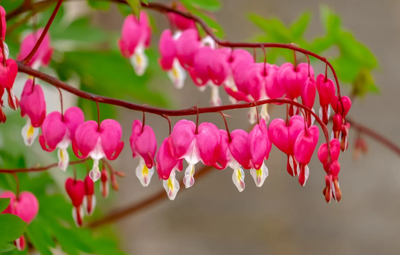 Photo wallpaper flowers, hearts, broken heart, the bleeding heart, leaves, greens, pink