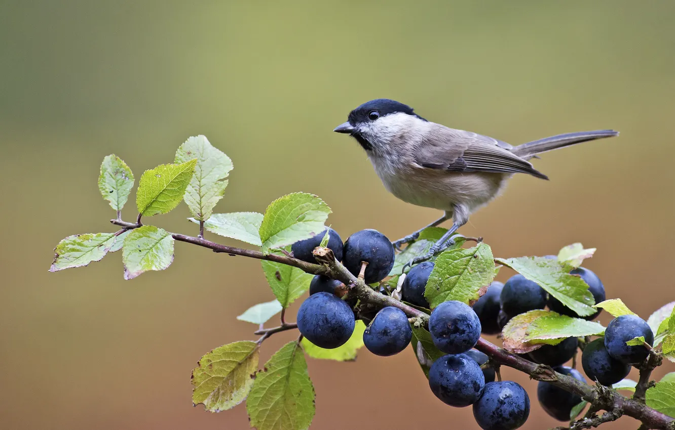 Photo wallpaper branches, berries, bird, tit
