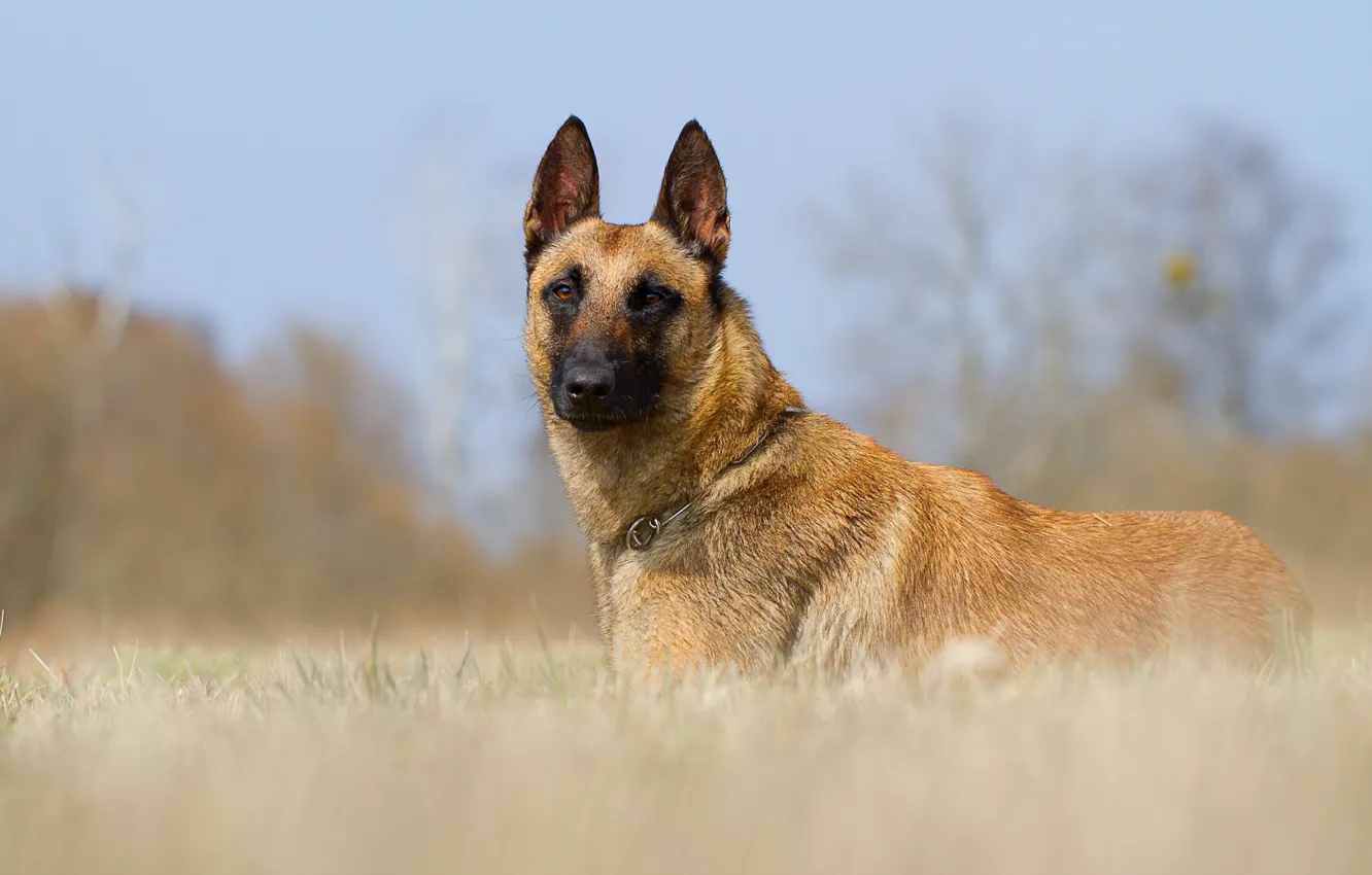 Photo wallpaper look, each, dog