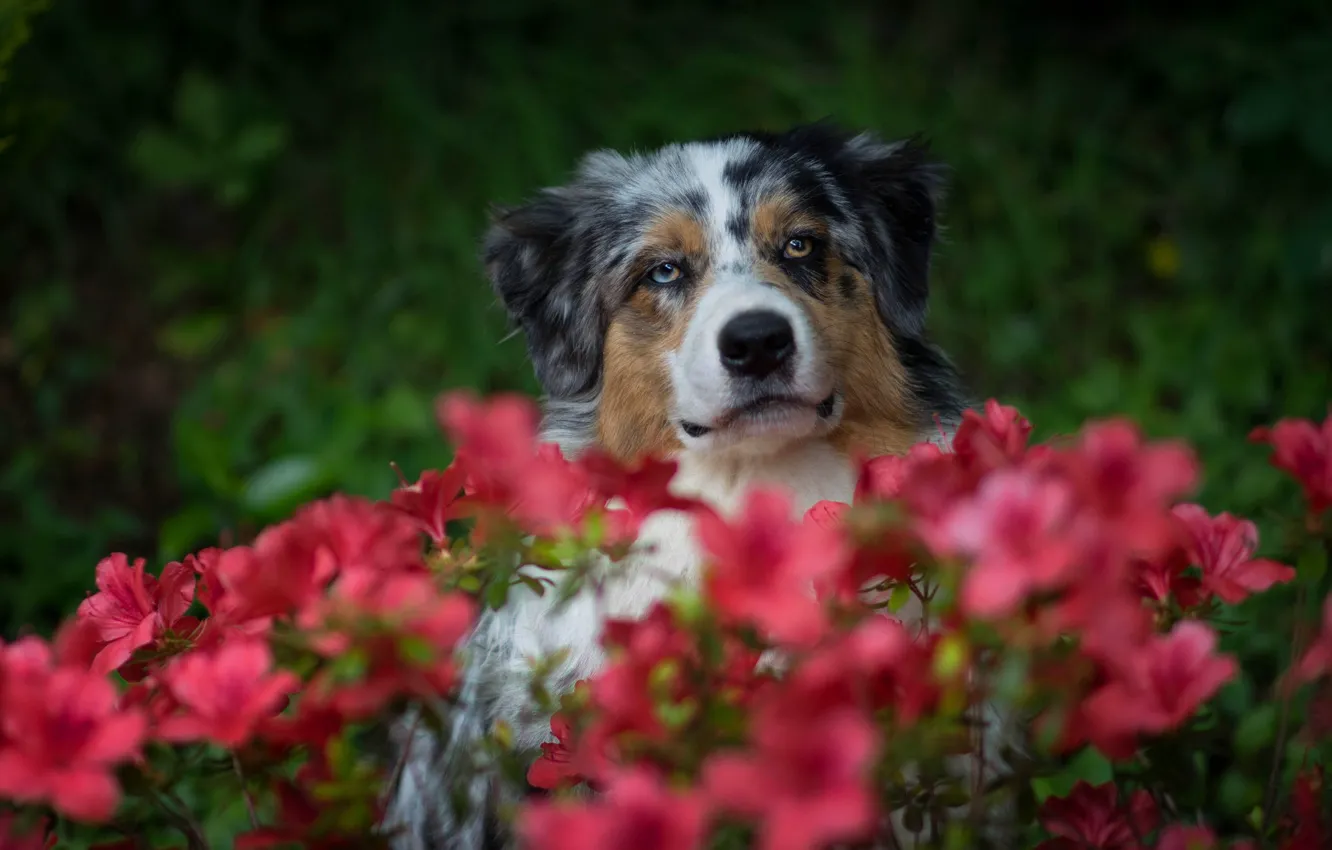 Photo wallpaper flowers, portrait, dog, Aussie