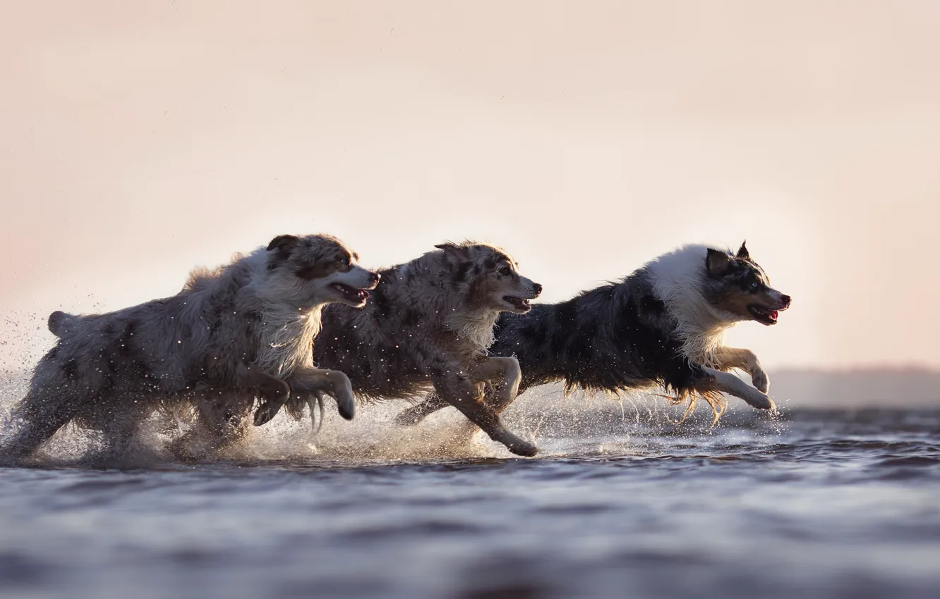 Photo wallpaper dogs, water, running