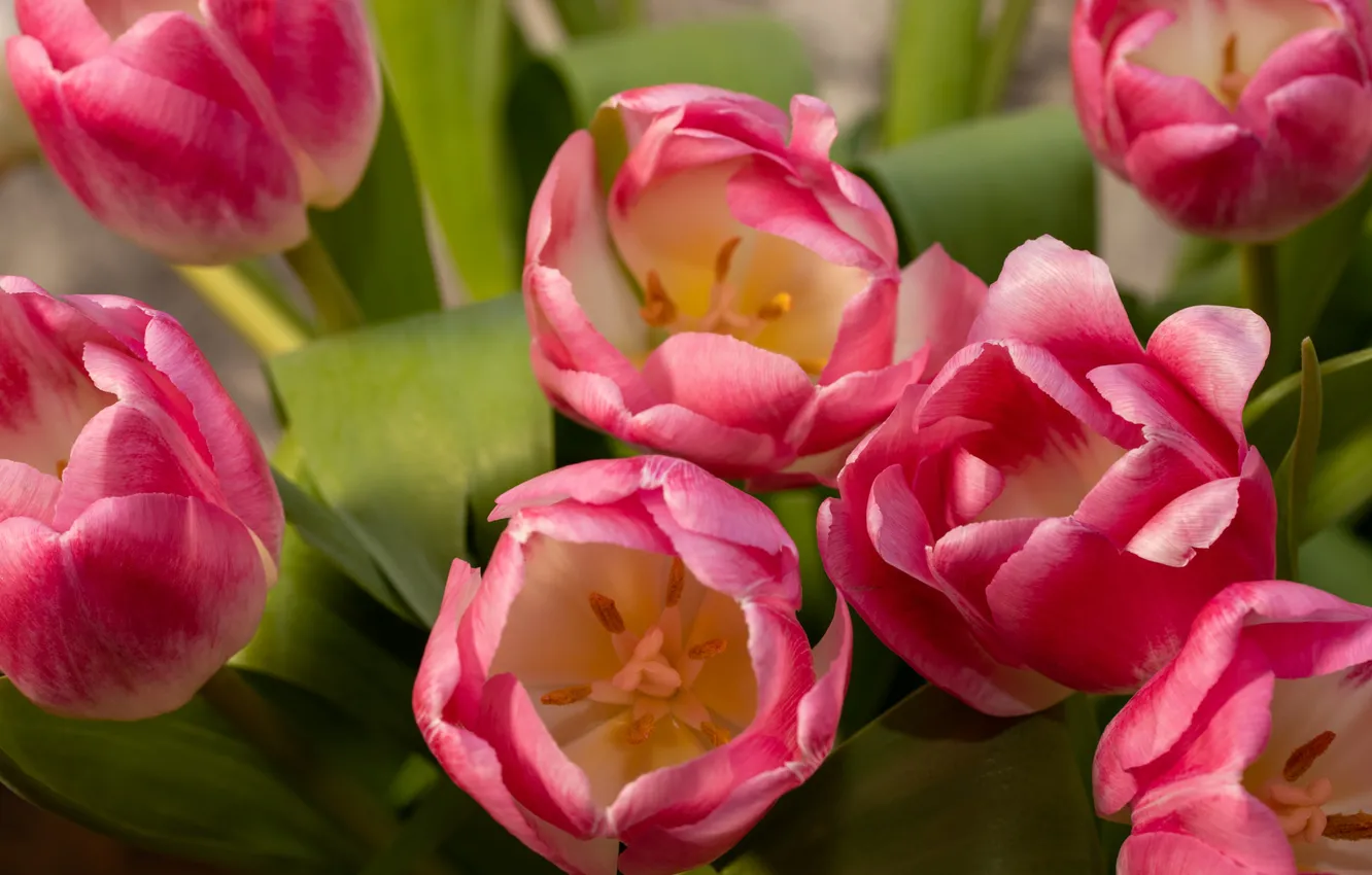 Photo wallpaper flowers, bouquet, spring, tulips, pink, buds