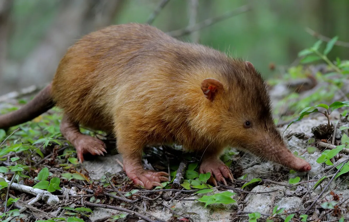 Photo wallpaper mammal, INSECTIVOROUS, mole, Muskrat