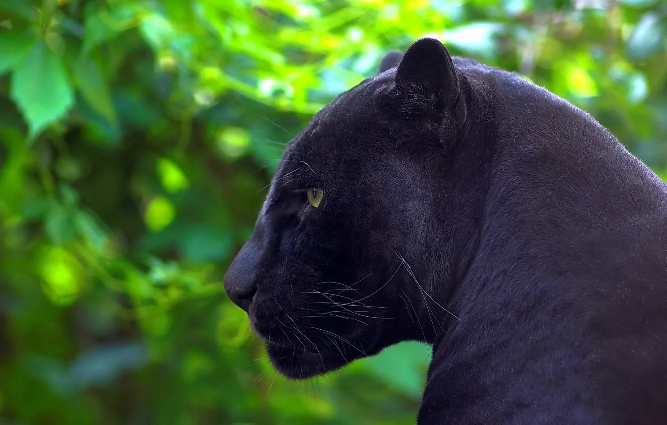 Photo wallpaper predator, Panther, Jaguar, profile