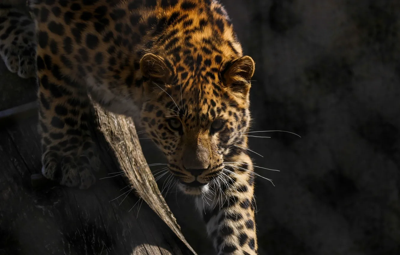 Photo wallpaper face, predator, grille, wild cat, looks, zoo, the Amur leopard