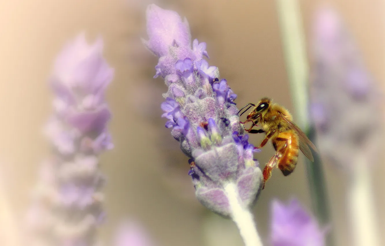 Photo wallpaper flowers, bee, blur, lavender