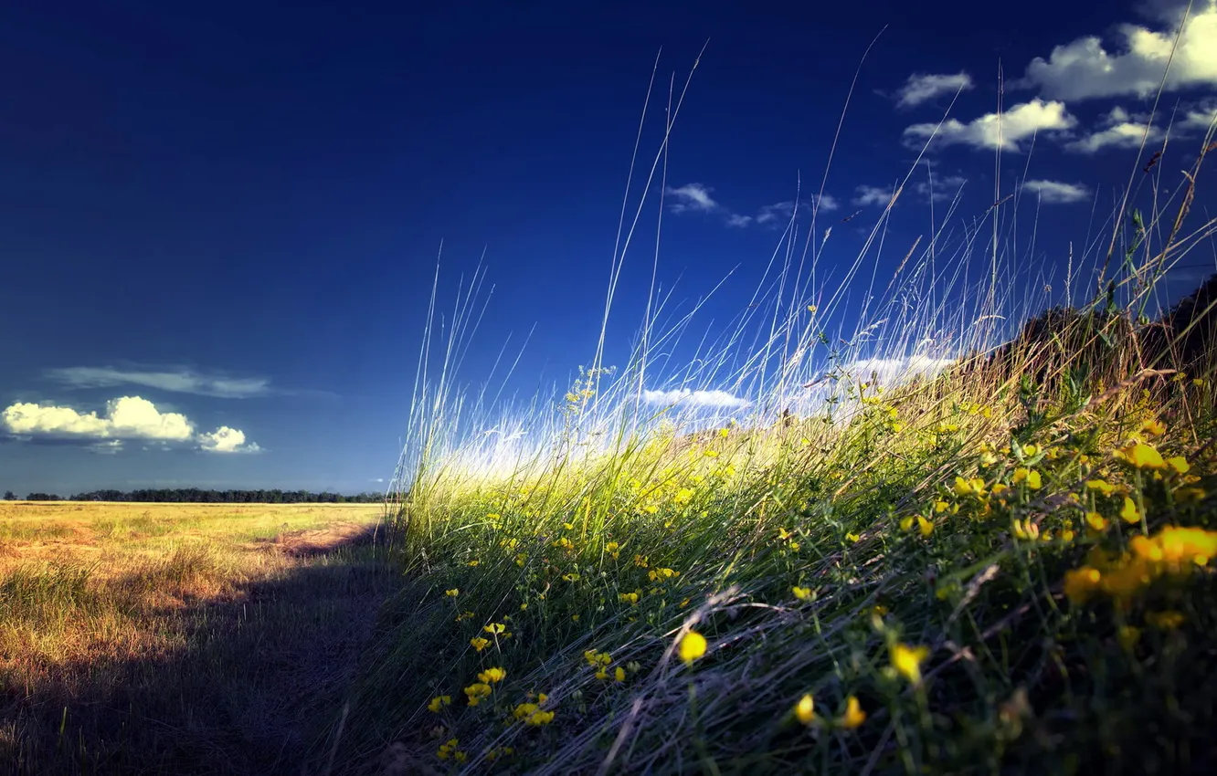 Photo wallpaper field, the sky, grass, landscape, nature