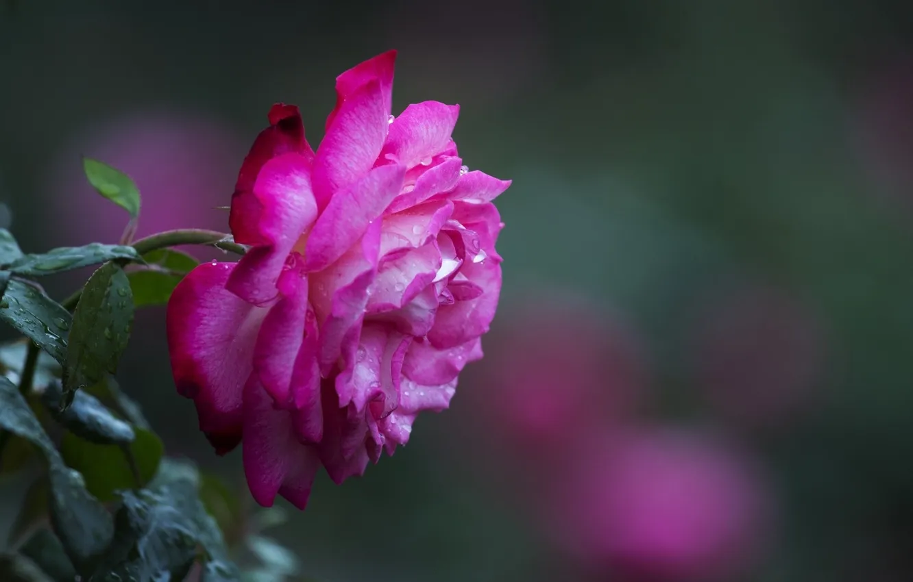Photo wallpaper macro, flowers, Rosa, roses, bokeh