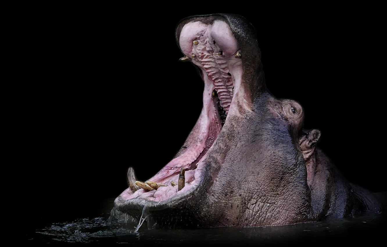 Photo wallpaper nature, mouth, Hippo