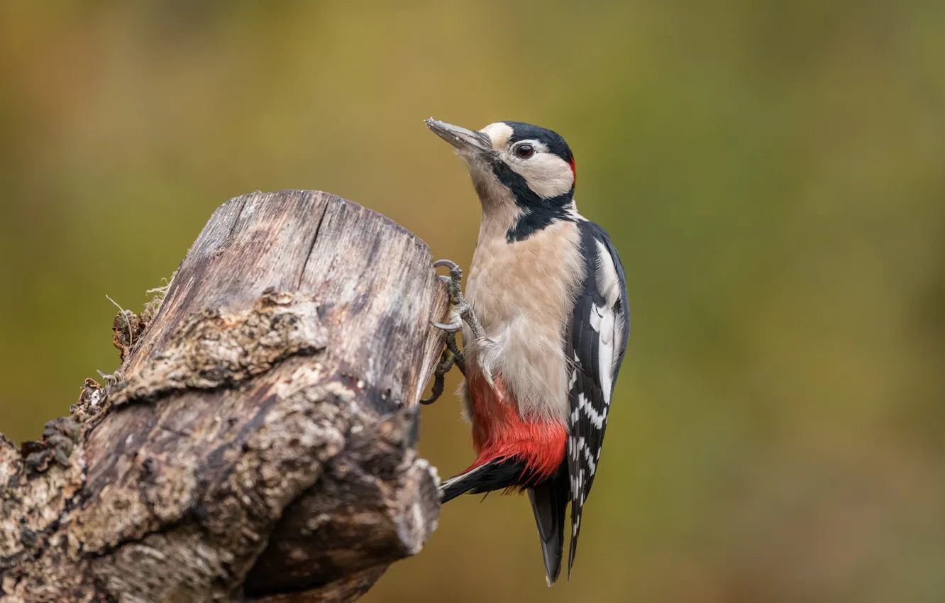 Photo wallpaper bird, stump, woodpecker, bokeh