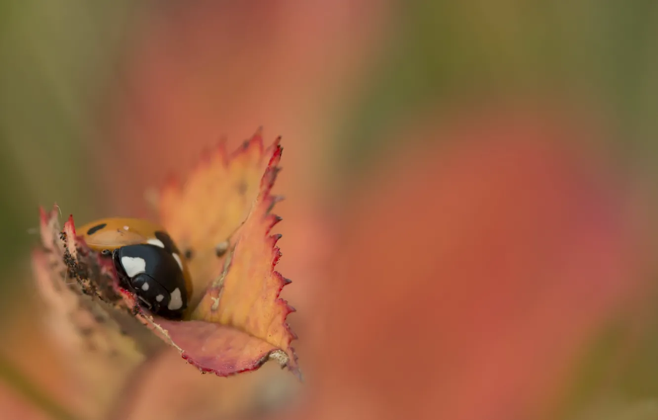 Photo wallpaper nature, sheet, ladybug