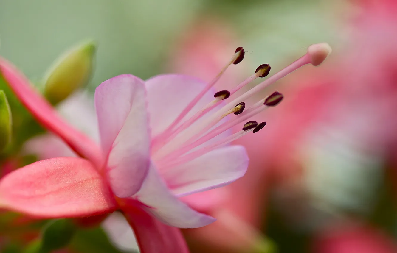 Photo wallpaper flower, background, pink, petals, stamens