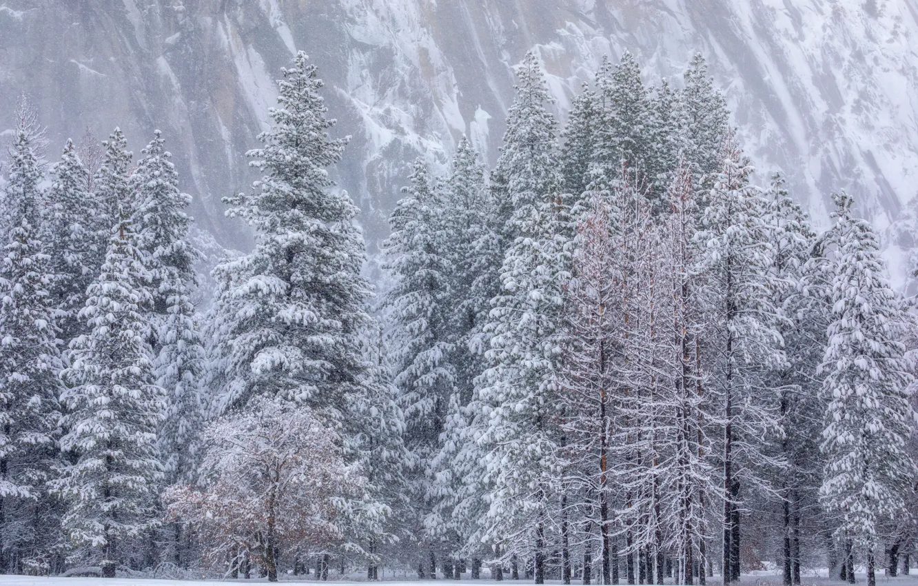 Photo wallpaper winter, frost, forest, snow, trees, mountains, fog, rocks