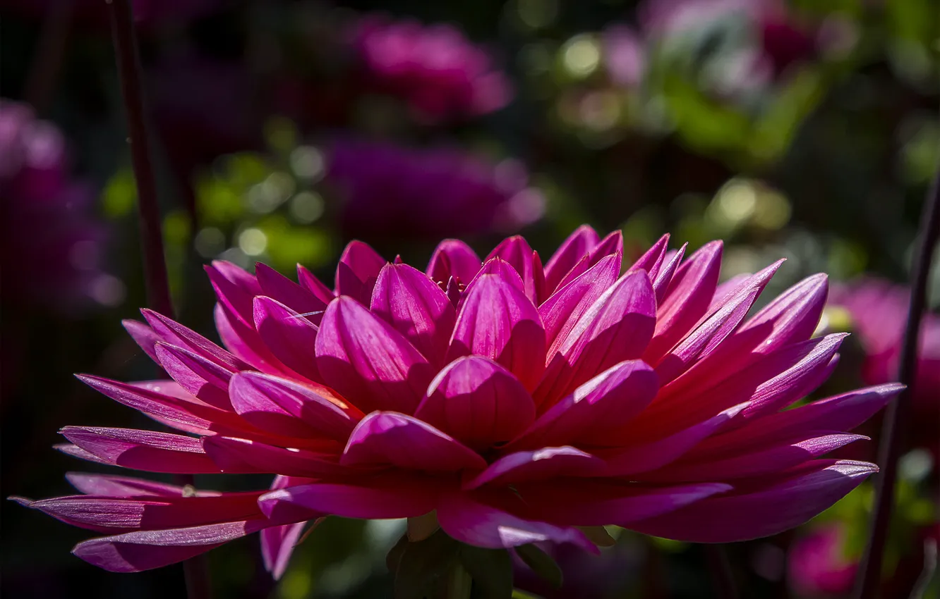 Photo wallpaper petals, pink, dahlias