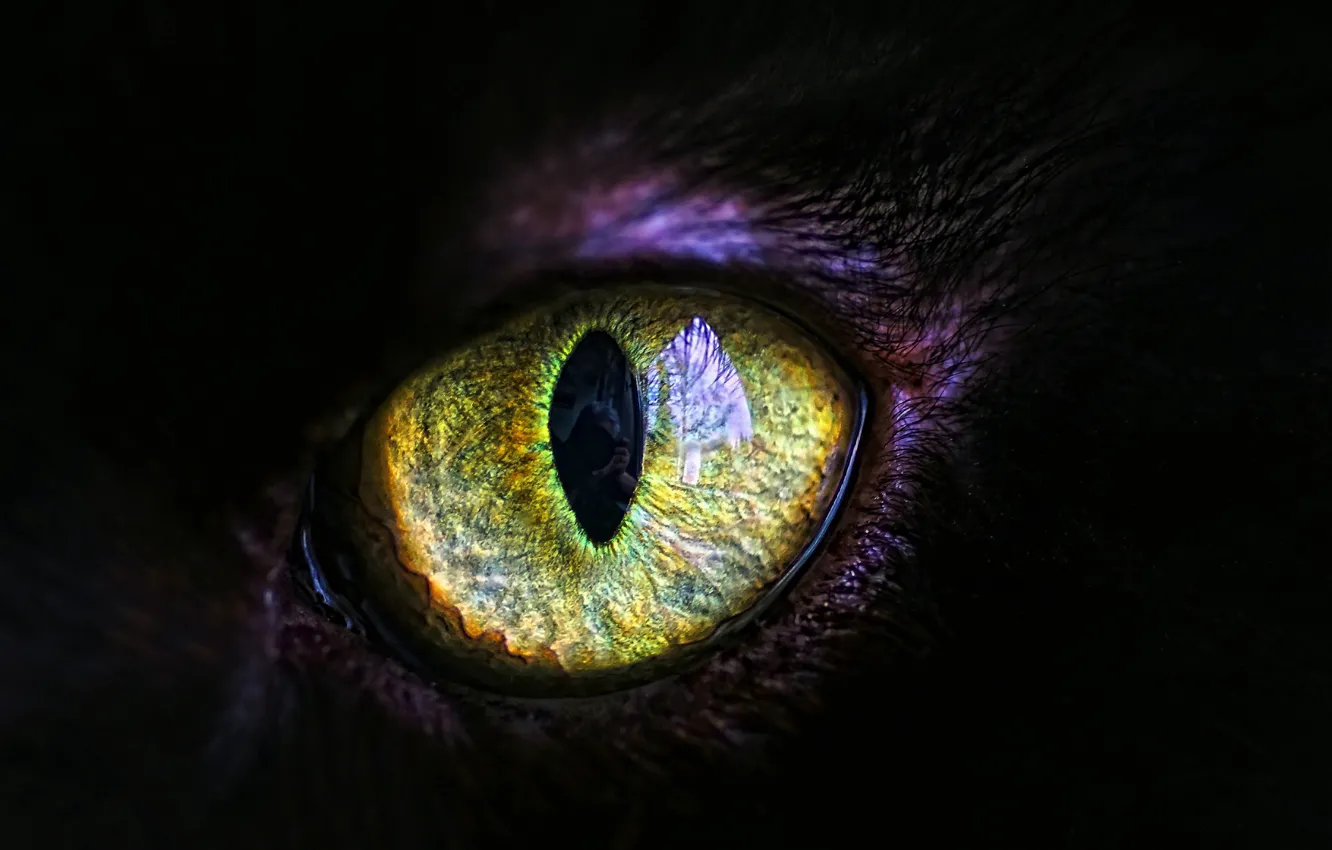 Photo wallpaper cat, eyes, the pupil