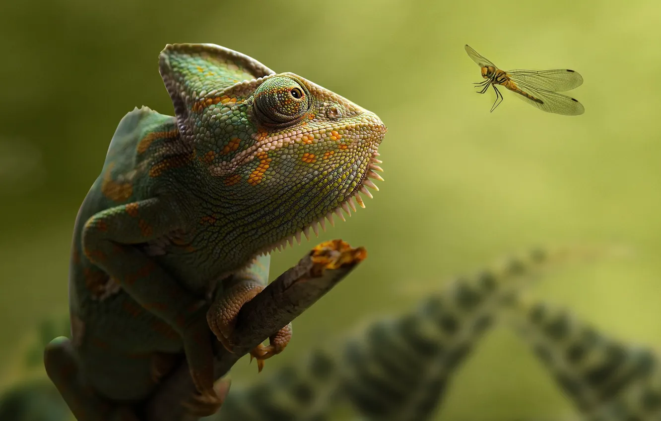Photo wallpaper nature, chameleon, background, Snack Time