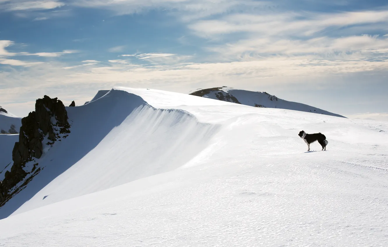 Photo wallpaper cold, winter, the sky, clouds, snow, mountains, height, dog