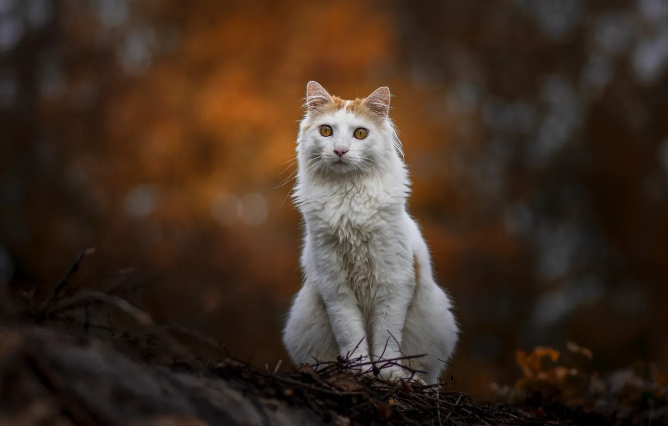 Photo wallpaper pose, look, cat, nature, bokeh, face, white with red spots, sitting