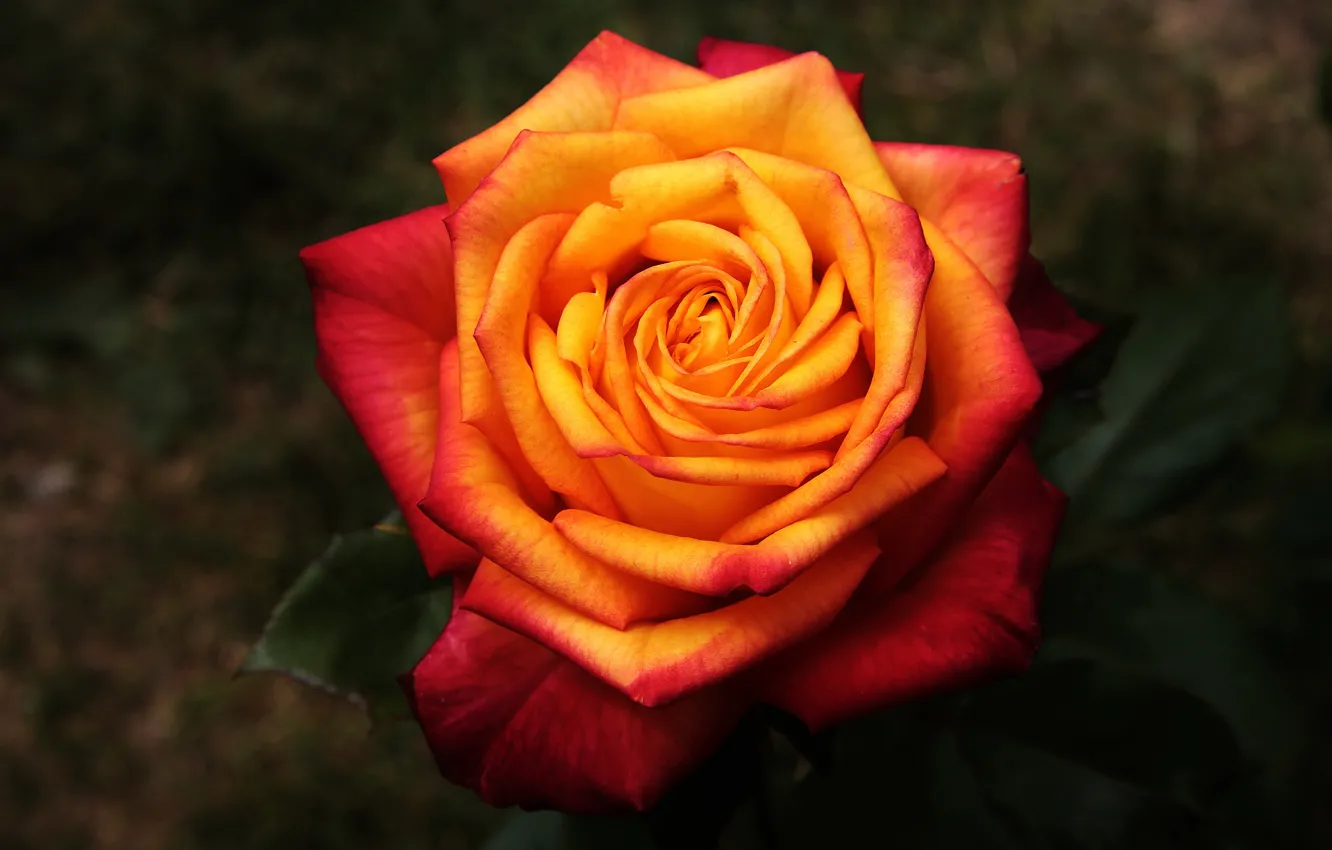 Photo wallpaper leaves, flowers, orange, the dark background, bright, roses, petals, buds