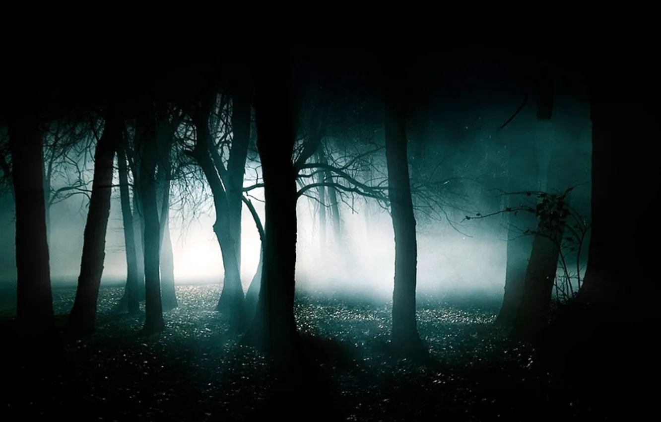 Photo wallpaper forest, light, nature, fog