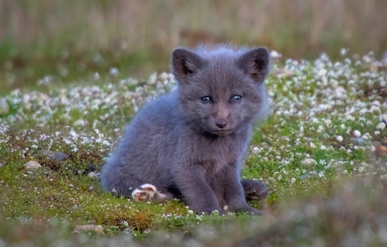Photo wallpaper Fox, Fox, Fox