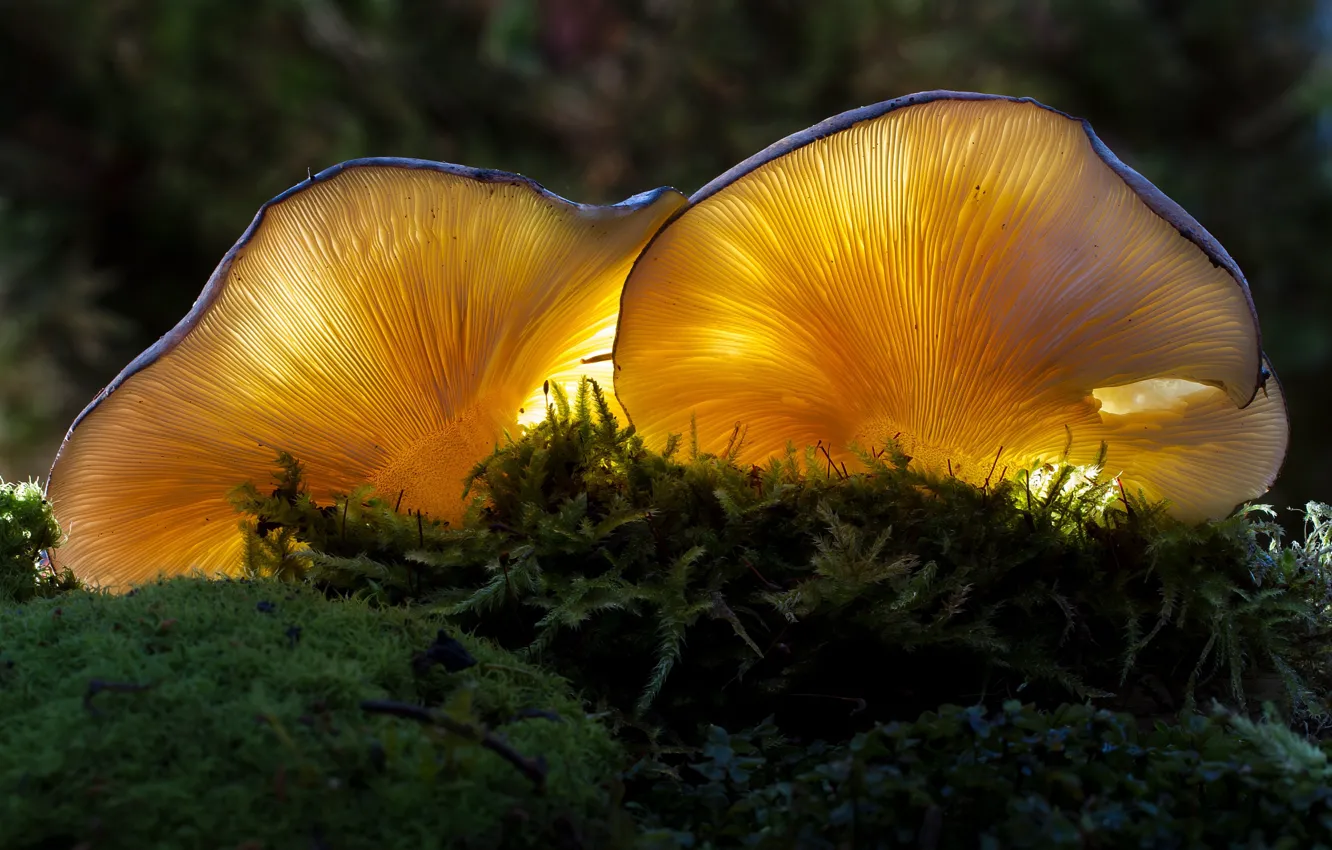 Photo wallpaper mushrooms, moss, bokeh