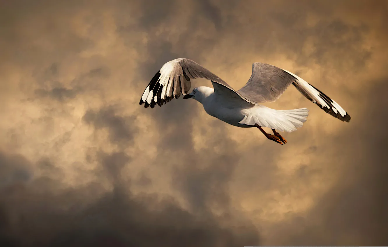 Photo wallpaper the sky, clouds, bird, Seagull, in flight
