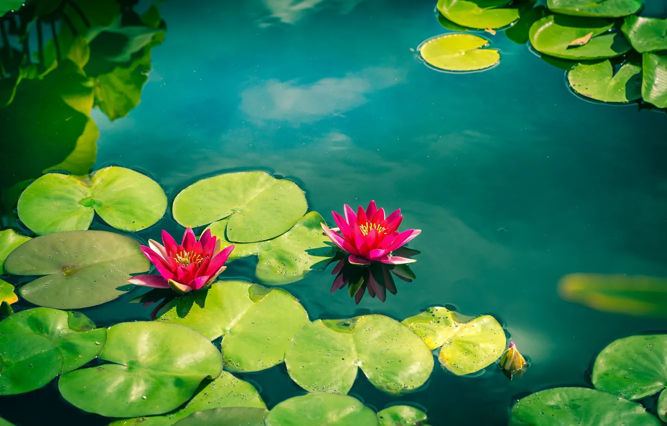 Photo wallpaper leaves, water, pink, Nymphaeum