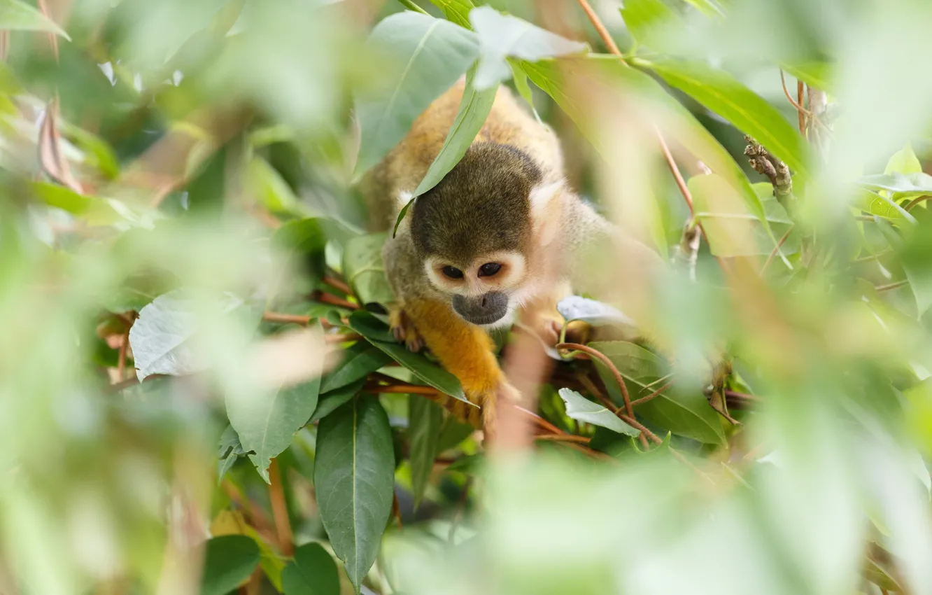 Photo wallpaper leaves, branches, blur, monkey, monkeys, squirrel monkeys