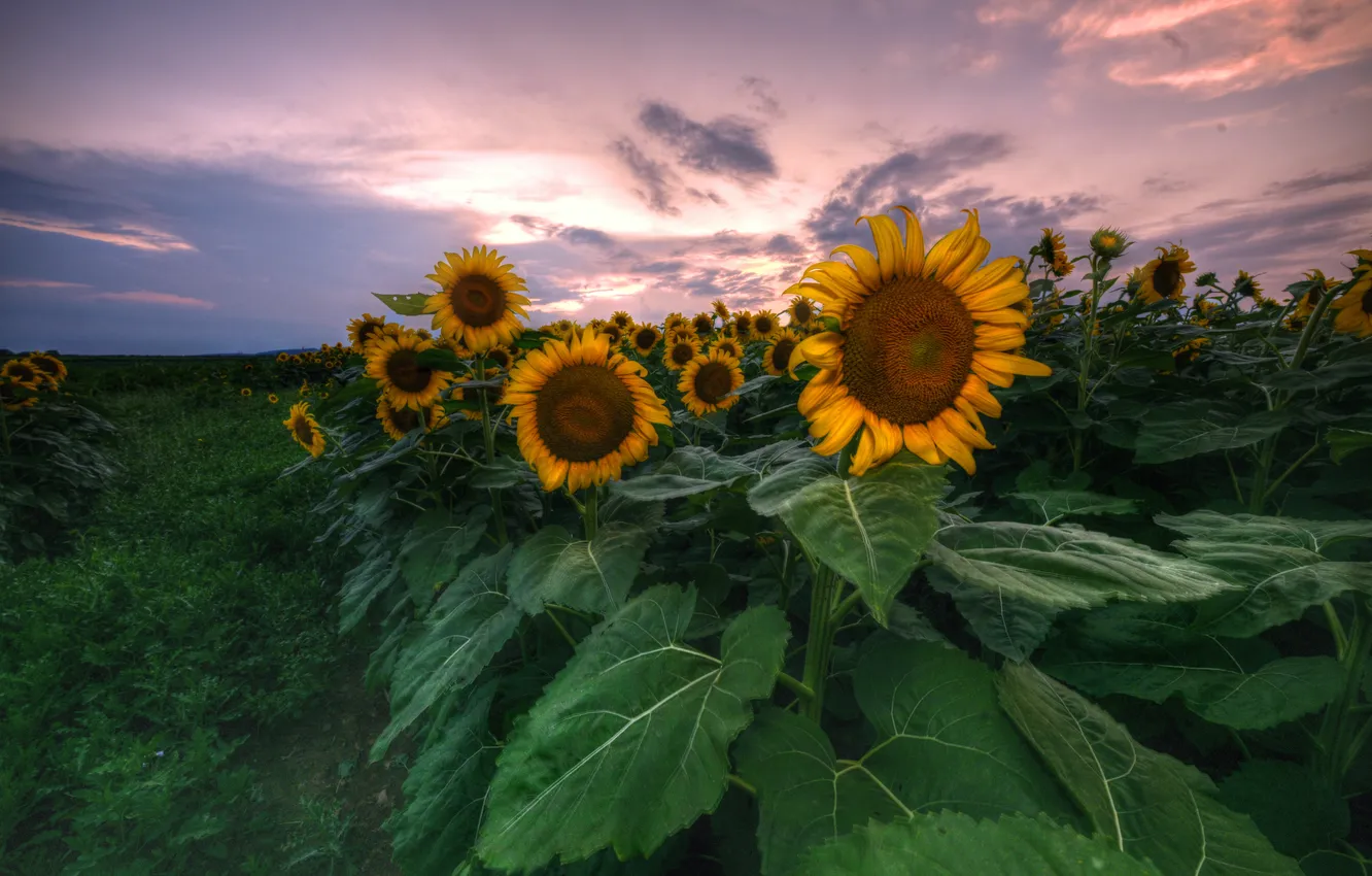 Photo wallpaper summer, sunflowers, sunset