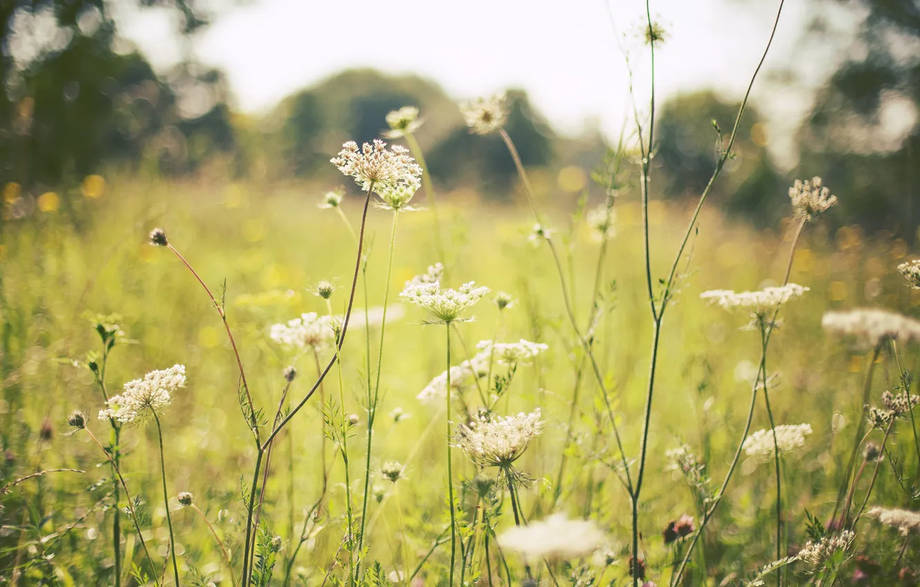 Photo wallpaper field, summer, grass, flowers