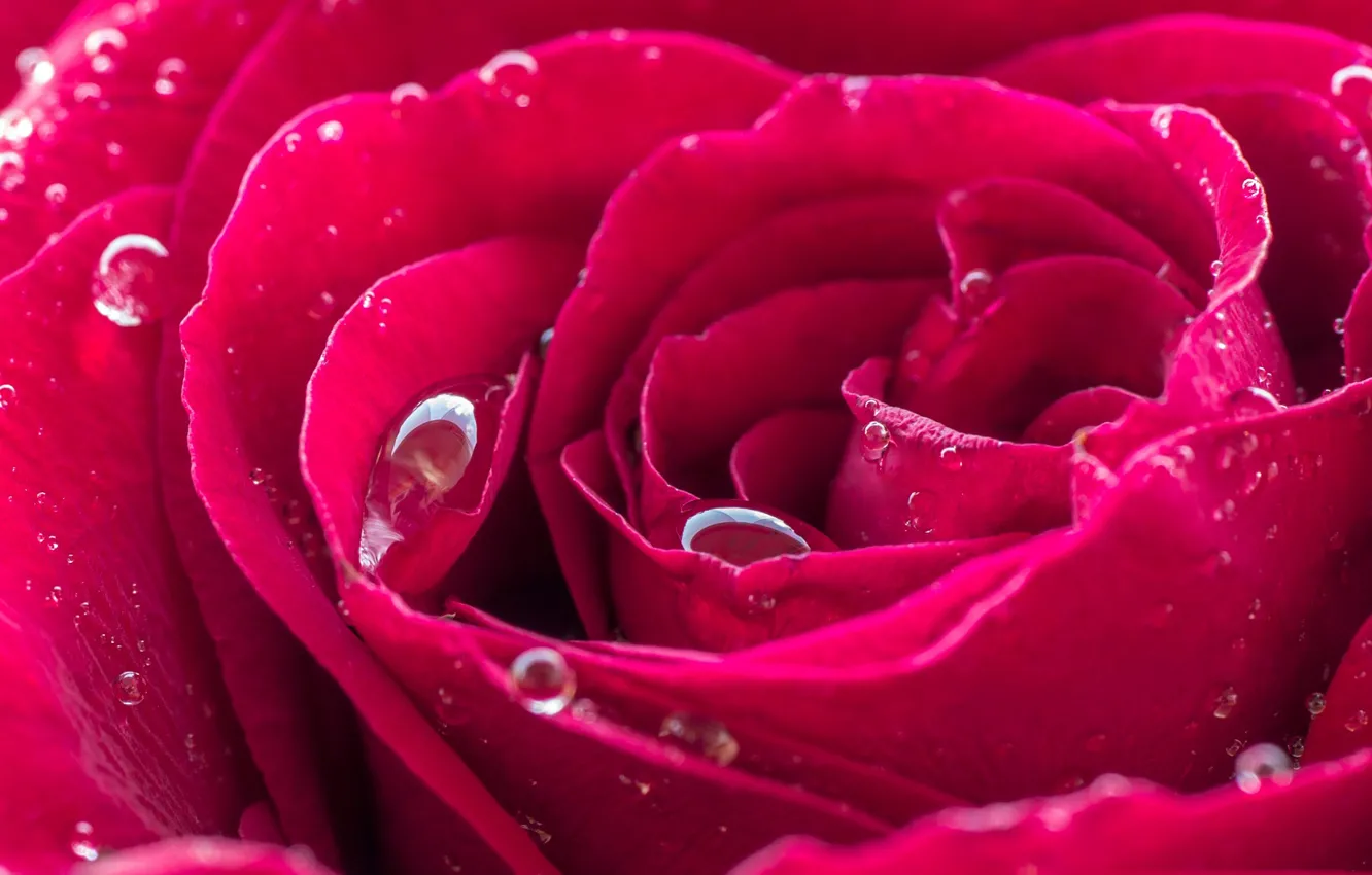 Photo wallpaper flower, water, drops, Rosa, rose, petals
